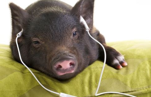 Цікаво: музичні роботи-годувальники покращують якість свинини в Бразилії