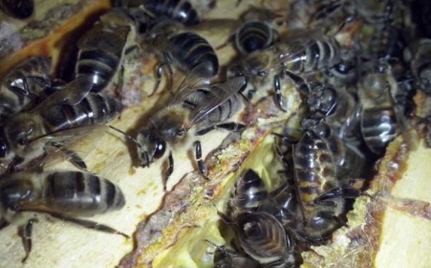 Пасічник вивів породу бджіл, які не кусаються
