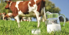 Україна знову в ТОП-25 світових виробників молока