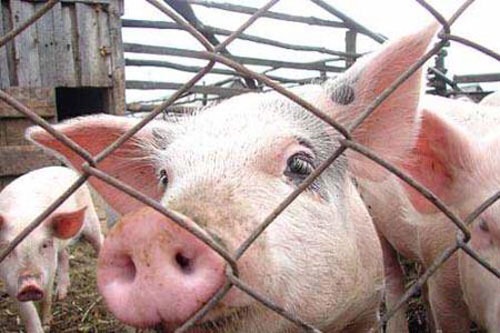 Вірус небезпеки. Чума свиней може боляче вдарити по експорту м’яса і зерна