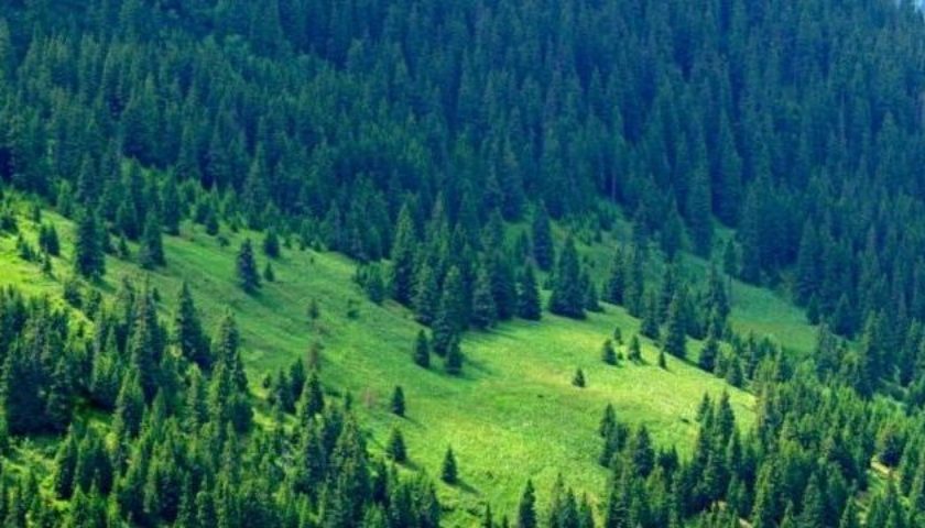 Україна, яка сьогодні є країною з найменшою лісистістю в Європі, гостро потребує, щоб екологічна ініціатива Президента України "Зелена країна" була реалізована, - Ярослав Гадзало  