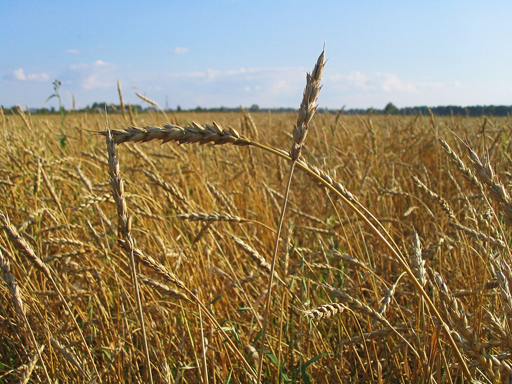 Аграрії намолотили 44 млн тонн зернових і зернобобових культур