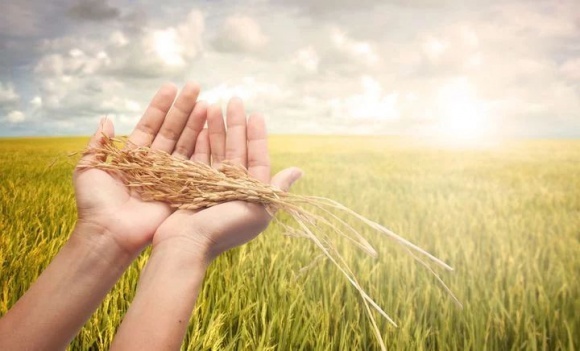 На півдні України розпочато збирання озимих зернових культур