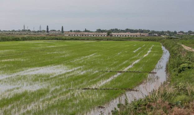 В Україні зросли площі посівів рису