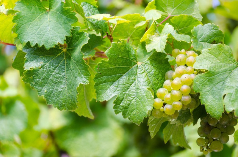 На Закарпатті з'явився перший біодинамічний виноградник