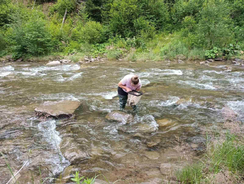 Вчені НААН дослідили річки Карпат: шукали місця для відновлення цінних видів риб