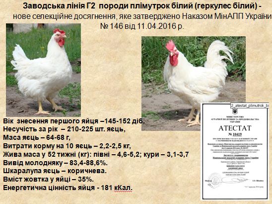 ПТИЦА_3.JPG