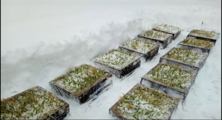 пшениця.JPG