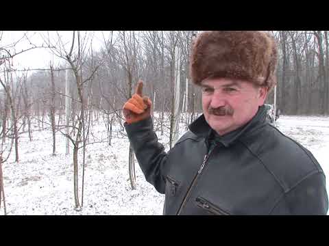 Як проводити весняну обрізку яблуні – поради науковців НААН