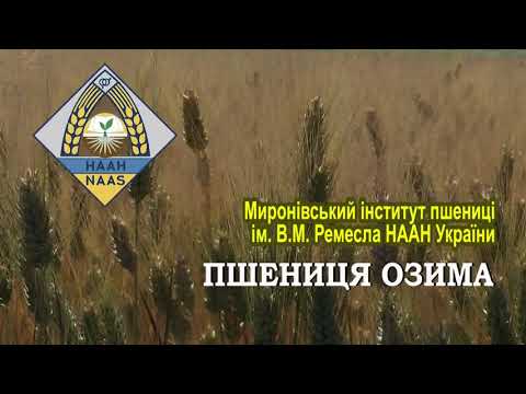 НААН України. Миронівський інститут пшениці ім. В.М. Ремесла. Сорти озимої пшениці
