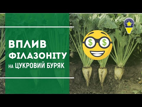 Ефективність препаратів на цукровий буряк