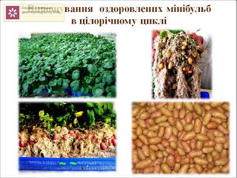 Картоплярство є однією із пріоритетних галузей сільськогосподарського виробництва  в Україні – проблеми, здобутки та пропозиції щодо інноваційного розвитку галузі