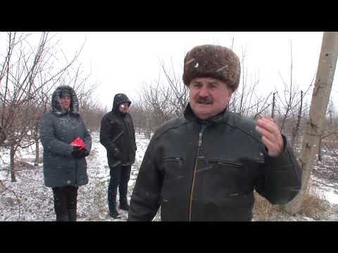 Як проводити весняну обрізку яблуні - практичні поради (продовження)